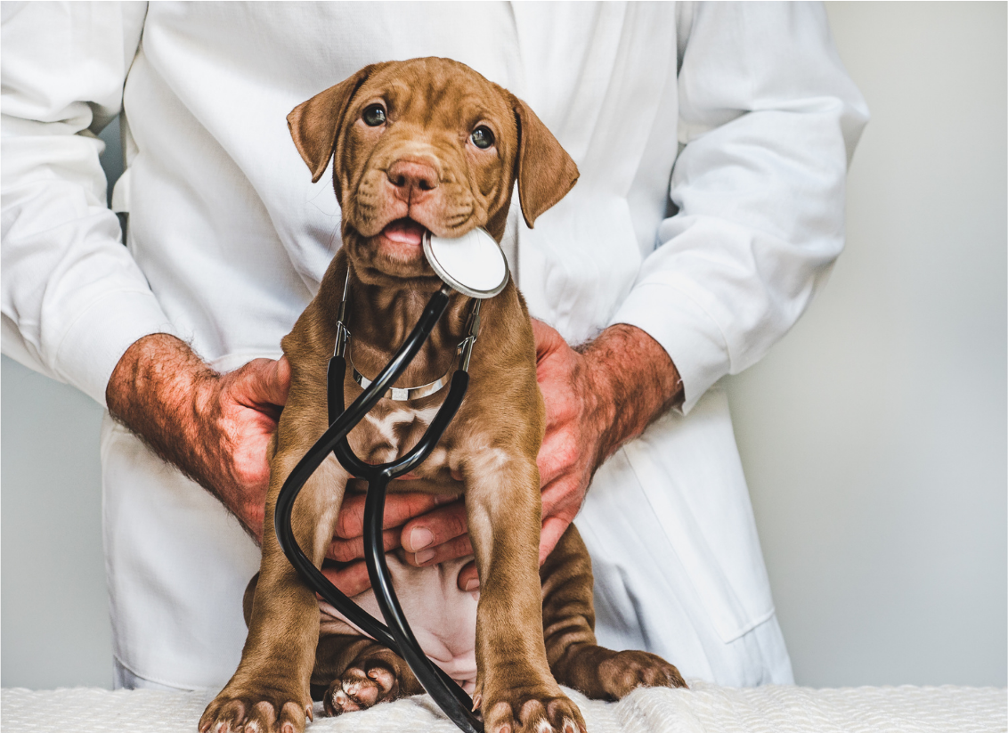 Chiot marron chez le vétérinaire, avec dans sa bouche un stéthoscope et le vétérinaire tenant son ventre avec ses deux mains