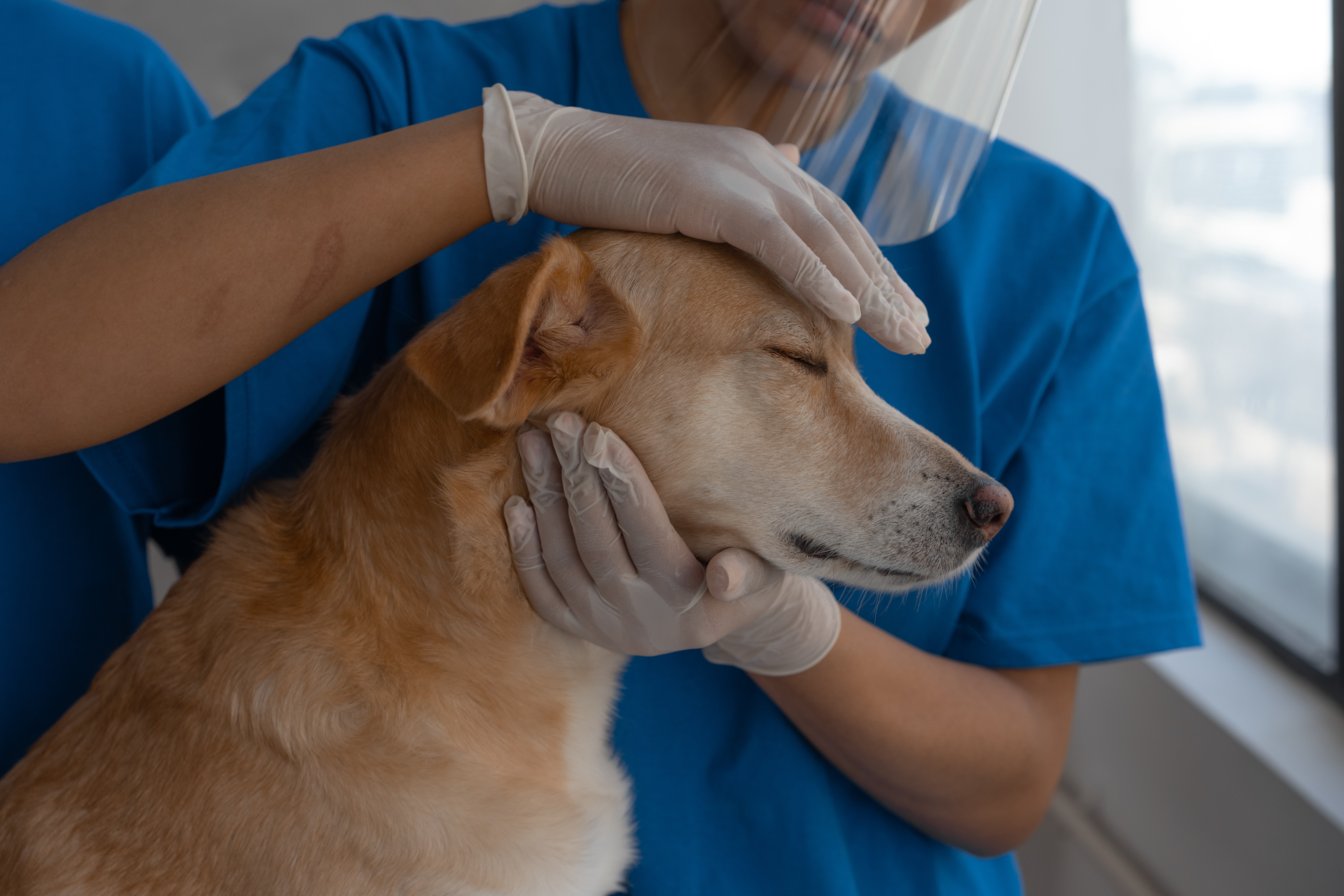 Chien fermant les yeux et étant maintenu entre les deux mains d’une vétérinaire 