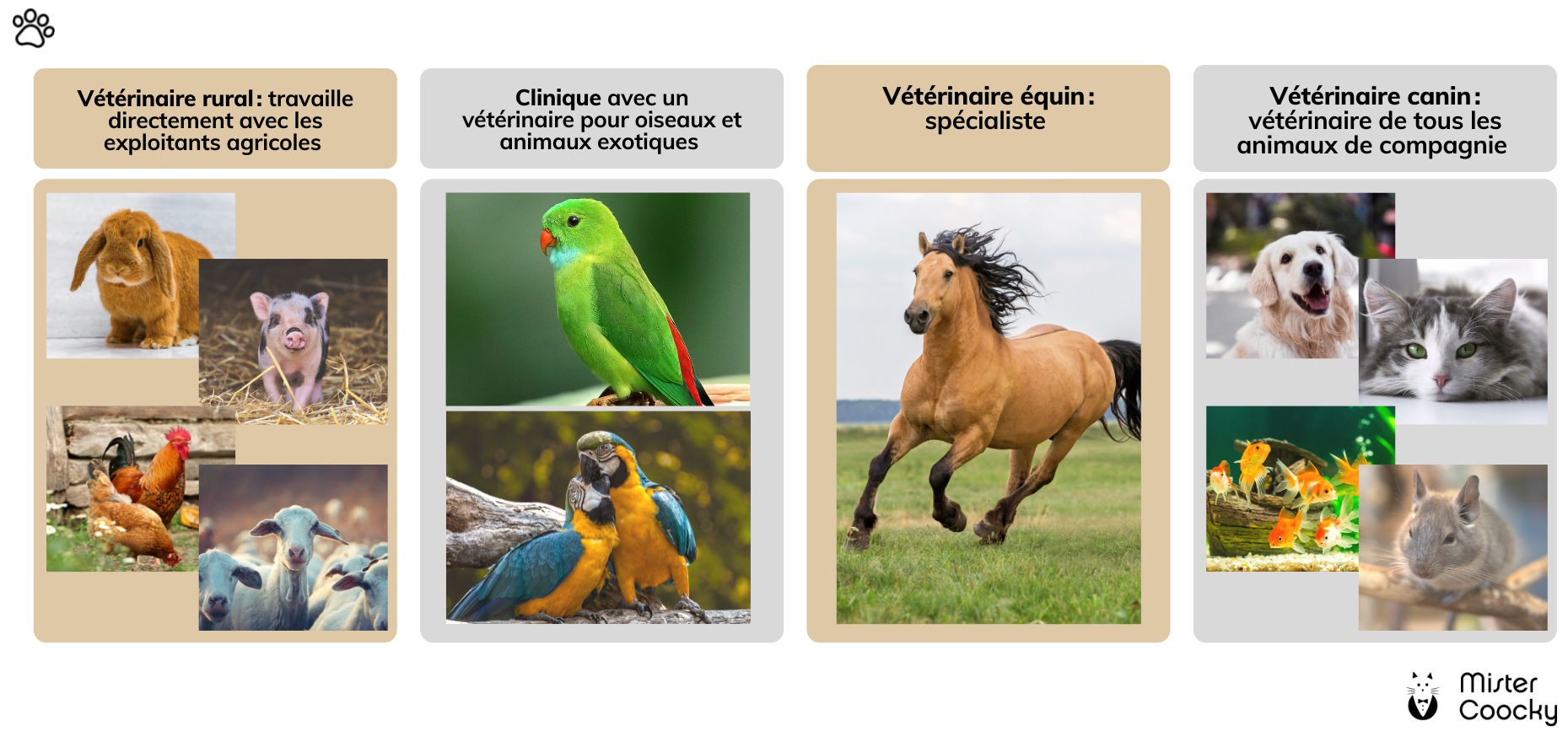 tableau des 4 vétérinaires idéaux selon votre animal