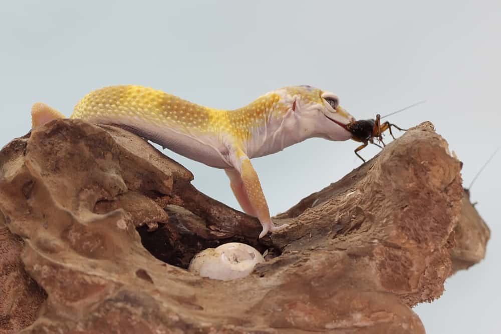 Photo d’un gecko mangeant une blatte