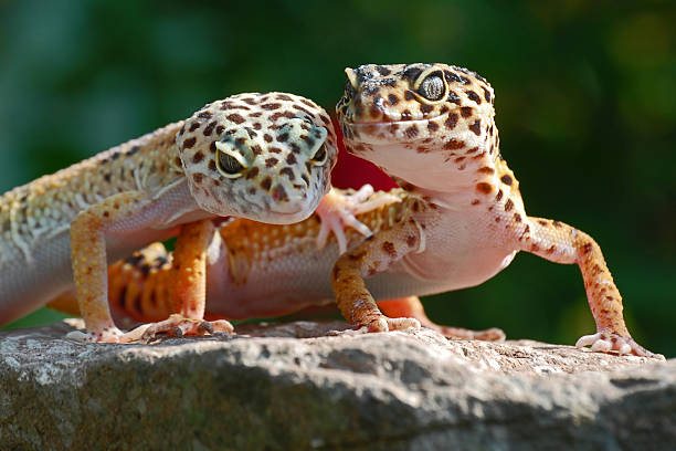 Deux geckos léopard l'un sur l'autre