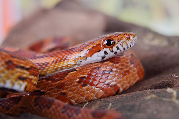 Gros plan sur la tête d'un serpent des blés, enroulé sur lui-même