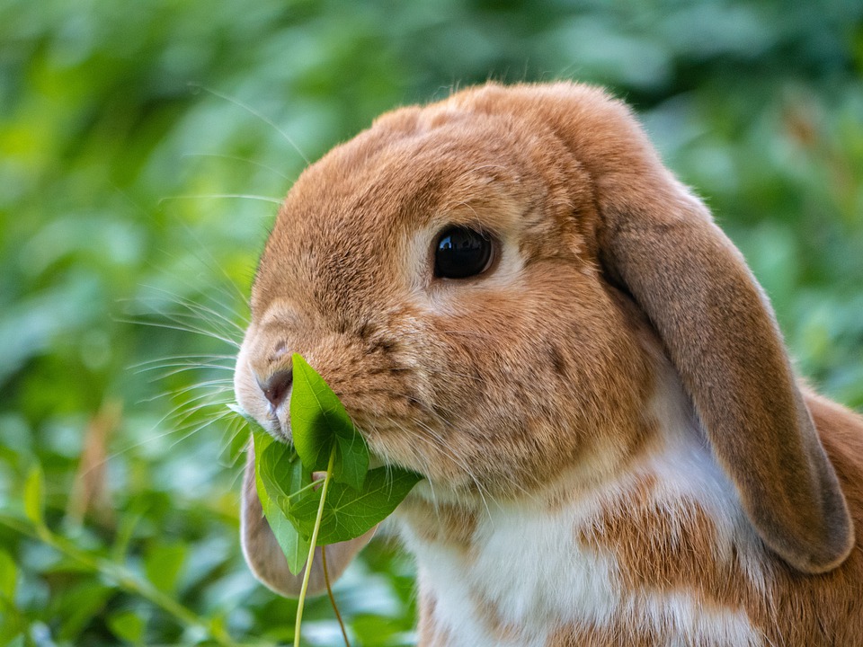 Gros plan d'un lapin qui mange des feuilles