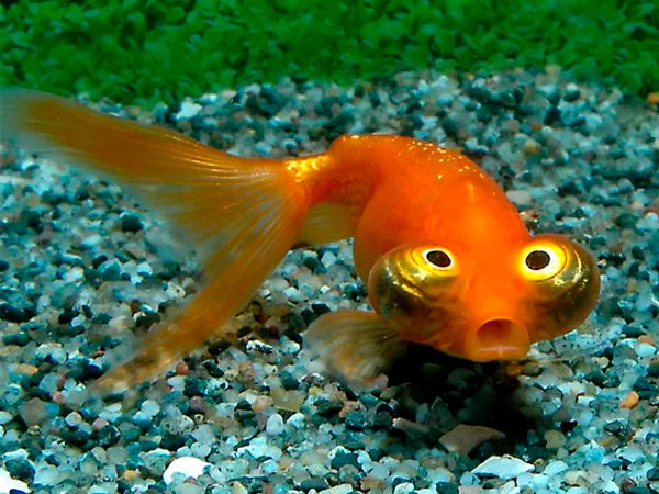 Poisson rouge bubble à la robe orange et blanche et provenant de Chine.