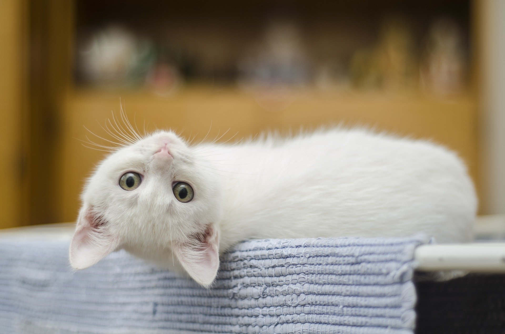 Chat blanc allongé sur le dos sur un tapis de bain bleu, sur un étendoir
