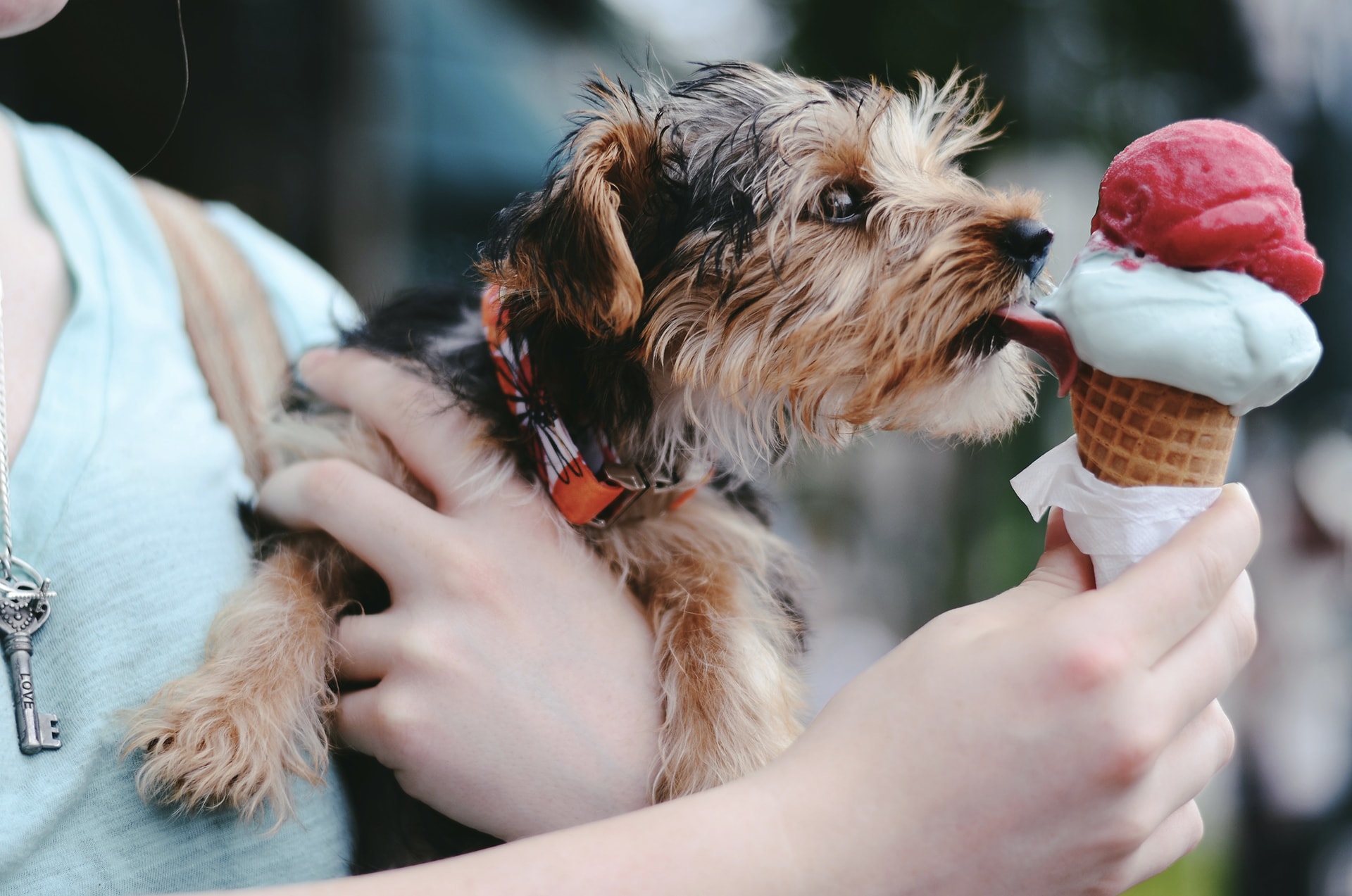chien mangeant une glace Ã  la fraise