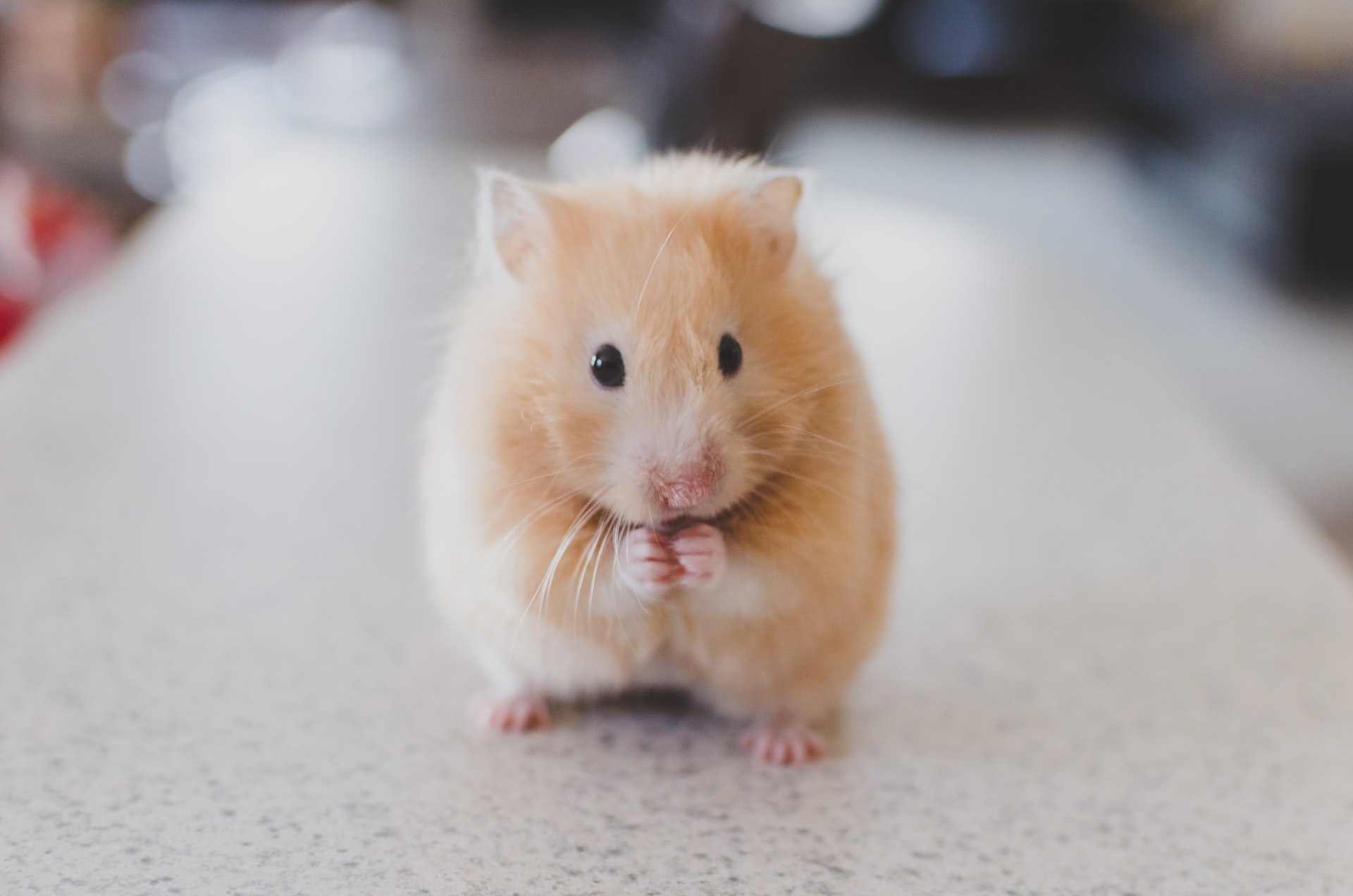 Hamster roux sur ses pattes arriÃ¨res, sur une table avec les pattes de devant regroupÃ©s