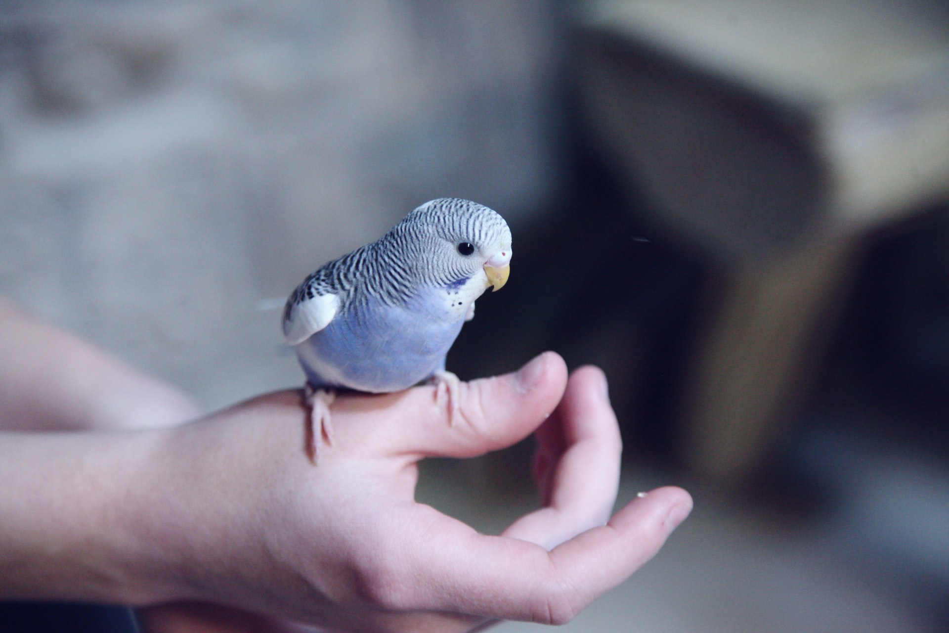 Un oiseau bleu sur la main d'un enfant